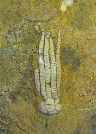 Crinoids - Mississippian Period - Phanocrinus Bellulus - Pb4