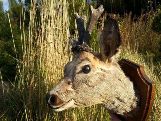 Real Vintage Roe Deer Antlers Mounted Horn Taxidermy