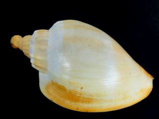 Seashell,  Volute,  Voluta,  Livonia Roadnightae,  Form With No Pattern