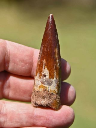 Spinosaurus Tooth 2.  65 Inches,  From Morocco 1