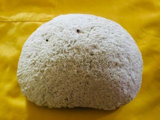 Brain Coral large from the Caribbean Saltwater or freshwater 8 lb 2