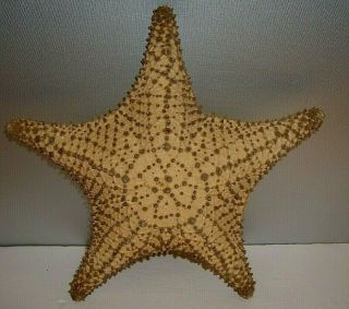 Extra Large Star Fish Sea Shell 10 1/2” Very Big Cushioned Starfish