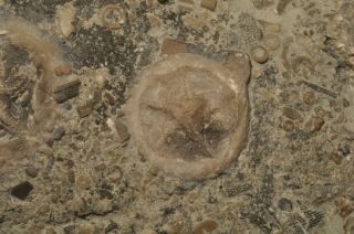 Fossil Edrioasteroids - Isorophusella Incondita From Ontario 6