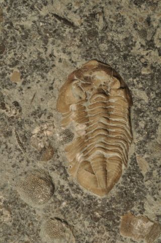 Fossil Trilobite - Calyptaulax Callicephalus From Ontario