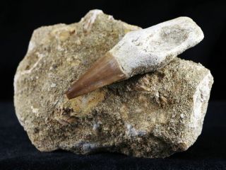 Platecarpus Mosasaur Fossil Tooth Root Bones Cretaceous Dinosaur Era With