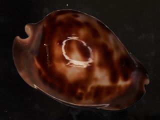 Seashell Cypraea Zoila Venusta Episema Sorrentensis INTERESTING 2