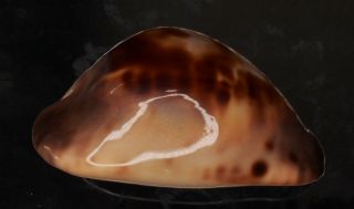 Seashell Cypraea Zoila Venusta Episema Sorrentensis INTERESTING 3