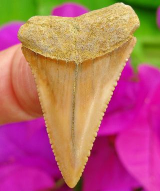 Quality Chilean Fossil Great White Shark Tooth Chile Not Megalodon Teeth Gem