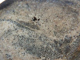 Rimrock: 4.  40 Lbs Calafornia Agatized Petrified Whale Bone Rough