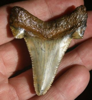 Fossil Auriculatus Shark Tooth 2 1/2 " Flint River Georgia Fossilized