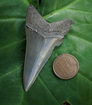 Large 2.  40 " Mako Shark Tooth All Natural - Coastal Georgia