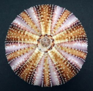 Special Pattern: Echinus Esculentus 80.  4 Mm Sea Urchin North Sea
