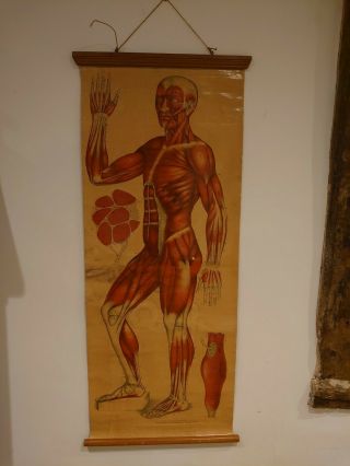 Vintage Anatomical Wall Chart Of Muscle Structure