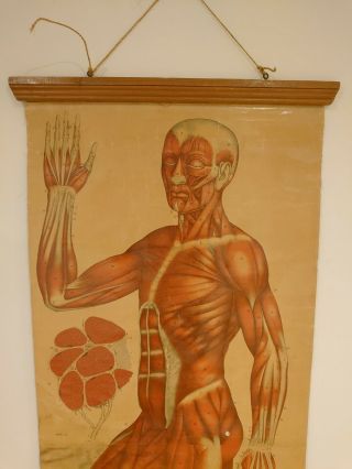 Vintage Anatomical Wall Chart Of Muscle Structure 2
