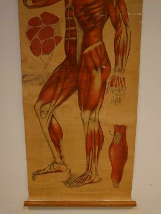 Vintage Anatomical Wall Chart Of Muscle Structure 3