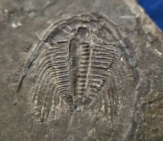 Orygmaspis Mckellari Trilobite,  Ventral,  1 1/4 Inch,  Late Cambrian Age