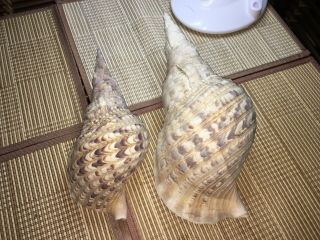 2 X Rare Vintage Shells From Deceased Estate,  Trumpet Shell?