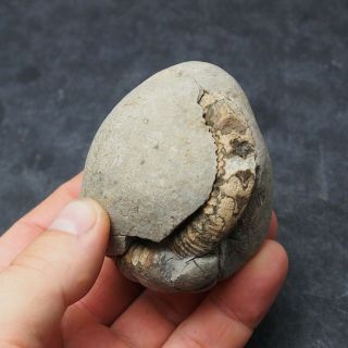 77mm Geode Dactylioceras Commune Ammonite Pos/neg Fossil Jurassic Fossilien