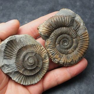 72mm Geode Dactylioceras Commune Ammonite Pos/neg Fossil Jurassic Fossilien
