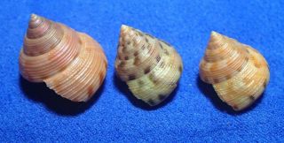 Calliostoma Gloriosum,  18 - 22 Mm,  Top Shell,  Color Set,  Sea Shell,
