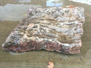 Chunk Of Rough Petrified Wood Bark 8 Lbs