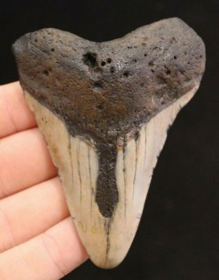 Megalodon Shark Tooth 3.  60 " Extinct Fossil Authentic Not Restored (cg13 - 198)