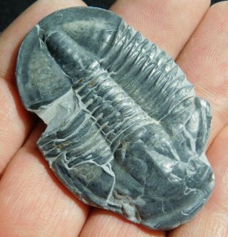 A Big Asaphiscus Trilobite Fossil With An Anomalocaris Bite Mark Utah 2.  17 E