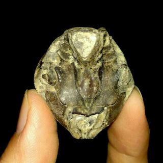 Arthropod,  Crustacean,  Crab Fossil,  From Java,  Indonesia,  32mm