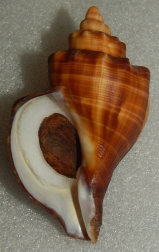 Seashell Neptunea Cumingii 79.  3mm W/o Sinistral