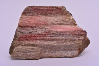 Scottish Petrified Wood Natural Fossil Rough Piece Bute Scotland Dga988