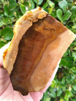 Mcdermitt Nevada Face Cut Petrified Wood Limb Ring Gray Black Agate Bark 3.  2lb