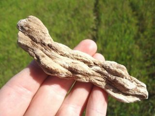 Rare Florida Petrified Wood Twig Fossils Branch Stick Bark Agatized Fossil Fl @@