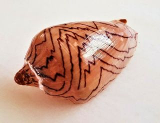 Seashell Cymbiola Nobilis Shell
