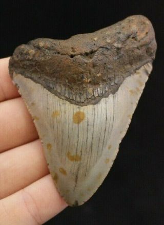 Megalodon Shark Tooth 3.  43 " Extinct Fossil Authentic Not Restored (cg13 - 161)