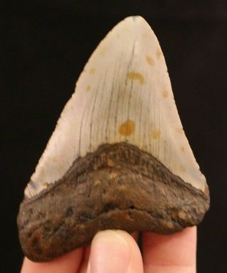 Megalodon Shark Tooth 3.  43 