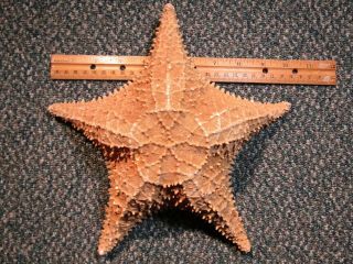 1 Large Starfish Shell B