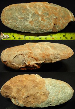 Authentic Oval - Shaped Dinosaur Egg Fossil,  Cretaceous Theropod Oviraptor