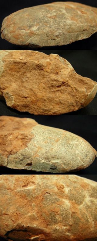 Authentic oval - shaped dinosaur egg fossil,  Cretaceous Theropod Oviraptor 2