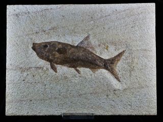 Xl Rare Rhacolepis Buccalis Fossil Fish Specimen 7 Inches Long 108 Million Yrs