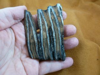 Wm338 - 19) 2 " Rare Extinct Fossil Siberian Woolly Mammoth Tooth Slice