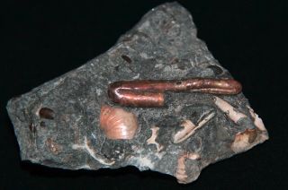 Heteromorph Ammonite rare Ptychoceras levigatum Fossil 2