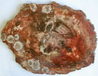 Very Large,  Heavy Arizona Petrified Wood Round,  With Fungal Pockets