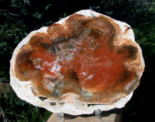 Sis: Unprecedented Lobed Mystery Argentina Petrified Wood Round