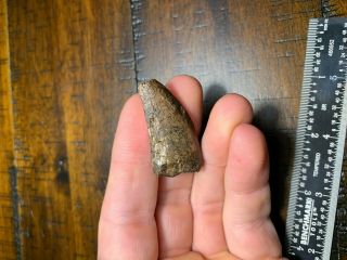 Huge 1.  5 " Digested Nanotyrannus Dinosaur Tooth Fossil Hell Creek Formation Mt