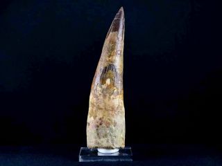 Xxl 5.  5 In Spinosaurus Tooth 100 Million Yrs Old Cretaceous Dinosaur & Stand