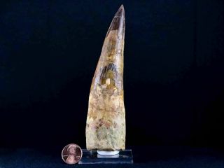 XXL 5.  5 IN Spinosaurus Tooth 100 Million Yrs Old Cretaceous Dinosaur & Stand 2