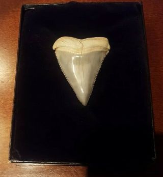 Ultra Rare Peruvian Great White Shark Tooth (museum Quality)