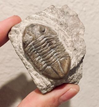Russia Fossil Trilobite Asaphus Ordovician Fossil Russian Trilobite