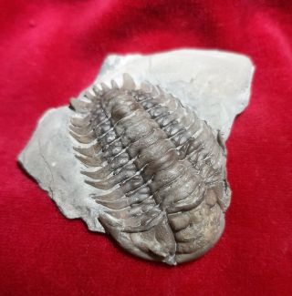 Xylabion Trilobite From Ontario