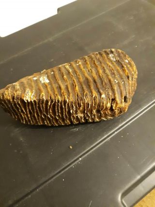 Wolly Mammoth Tooth Fossilized,  Museum Quality,  Prehistoric